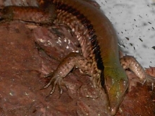 Unknown lizard?