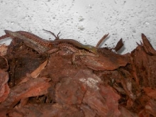 Unknown lizard 2?