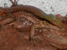 Unknown lizard 3?