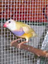 Unidentified bird?