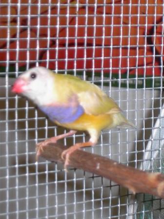 Unidentified bird?