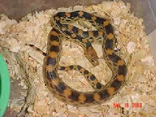 P.bimaris