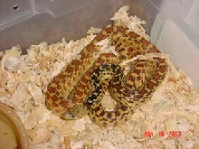 P.c.affinis