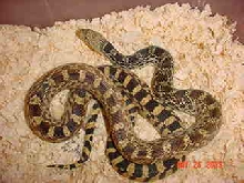 Redlodge Mon.P.sayi