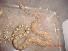 Rusty,hypo.P.c.affinis