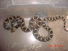 Kankakee,Co.Ill ,P.sayi