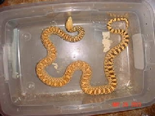 Hypo,Stillwater,Ok