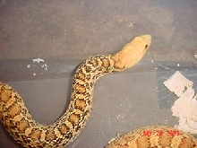 Hypo.Stillwater,Ok