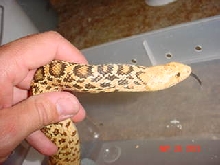 female,hypo.stilwater