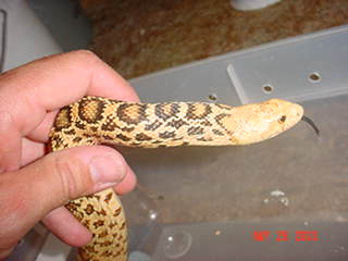 female,hypo.stilwater