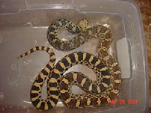 female.FortCollins,Sayi