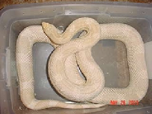 Albino,N.pine