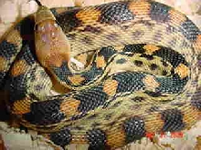 P.v.bimaris
