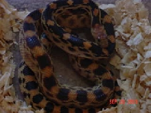 P.v.bimaris