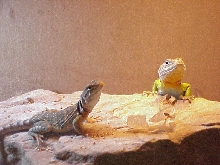 homer and ....no name yet
