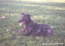 Dooley