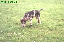 Witt @ 4 1/2 months