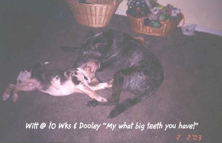 Teeth