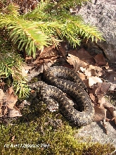 Vipera berus