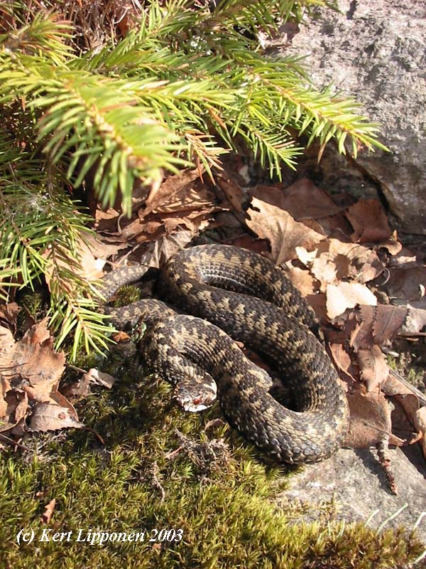 Vipera berus