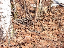 Vipera berus