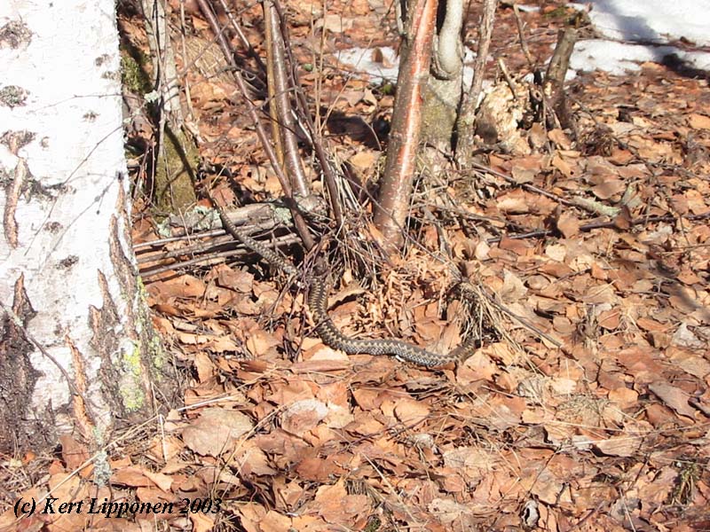 Vipera berus