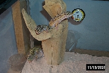 Leos