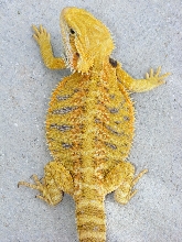 Citrus Tiger
