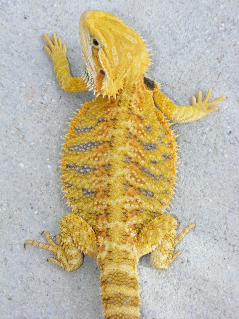 Citrus Tiger