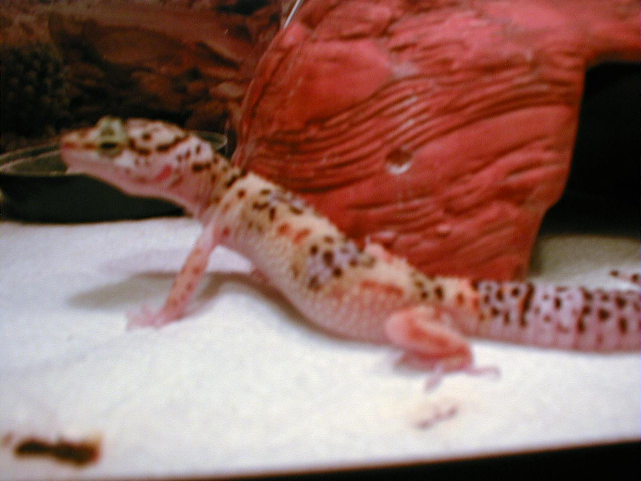 High Yellow