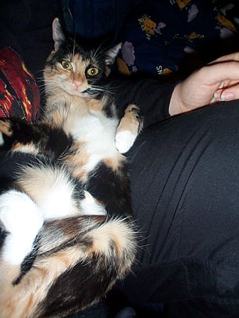 Holly Lazing on my lap