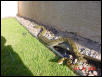 Little Debbie the retic