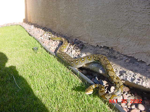 Little Debbie the retic