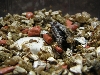 hatchling