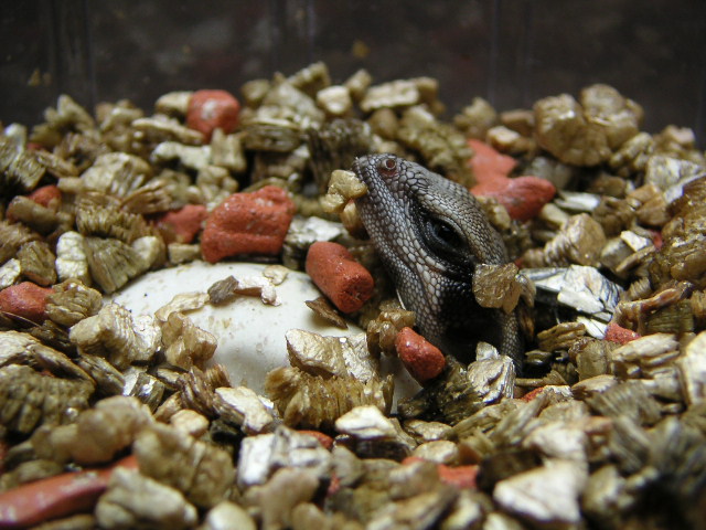 hatchling