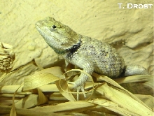 Desert Spiny