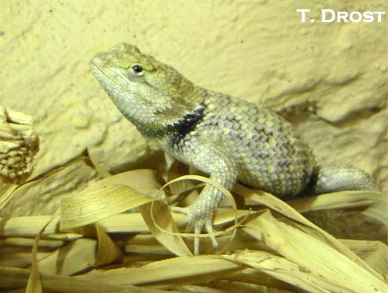 Desert Spiny