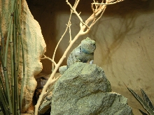 Sceloporus magister