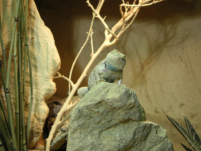 Sceloporus magister