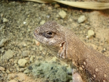 Desert Iguana