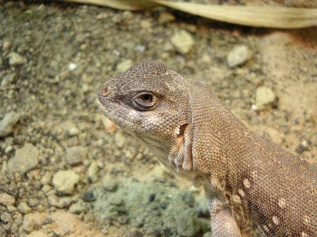 Desert Iguana