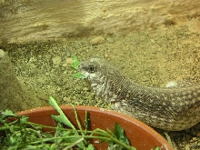 DI