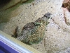 U. ocellata