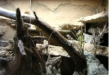 Chuck in Viv