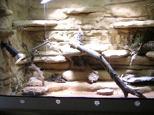 viv