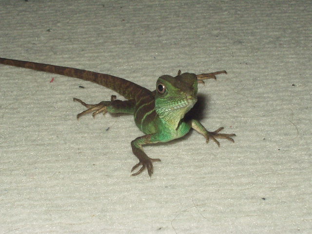 SPYRO