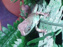 Shedding