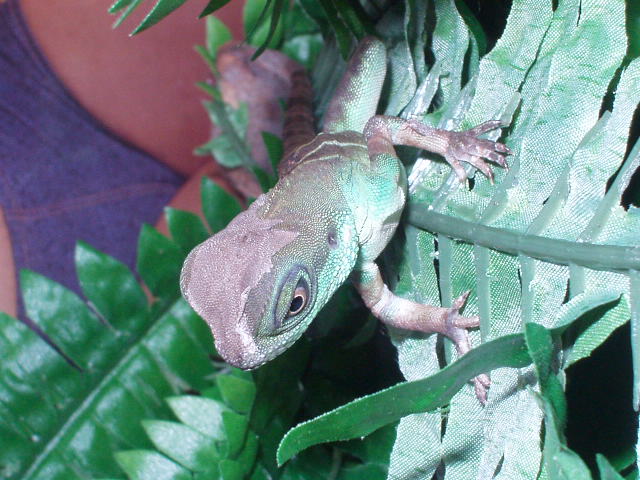 Shedding