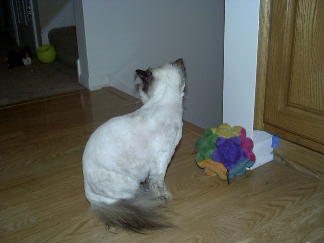 shaved baby back shot