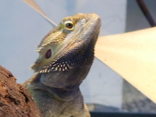 Mug shot